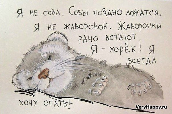 спящий хорек